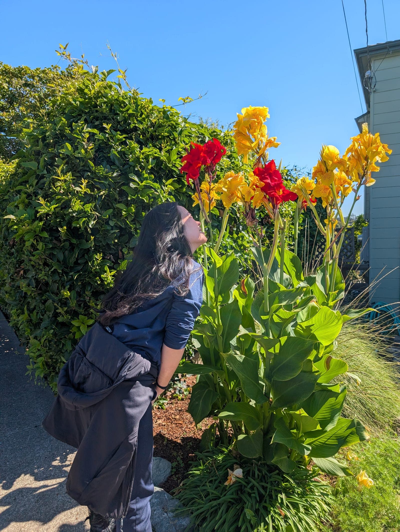 Cecilia leaning in to smell a stand of bright yellow and red canna lilies, sunny day, blue sky behind.